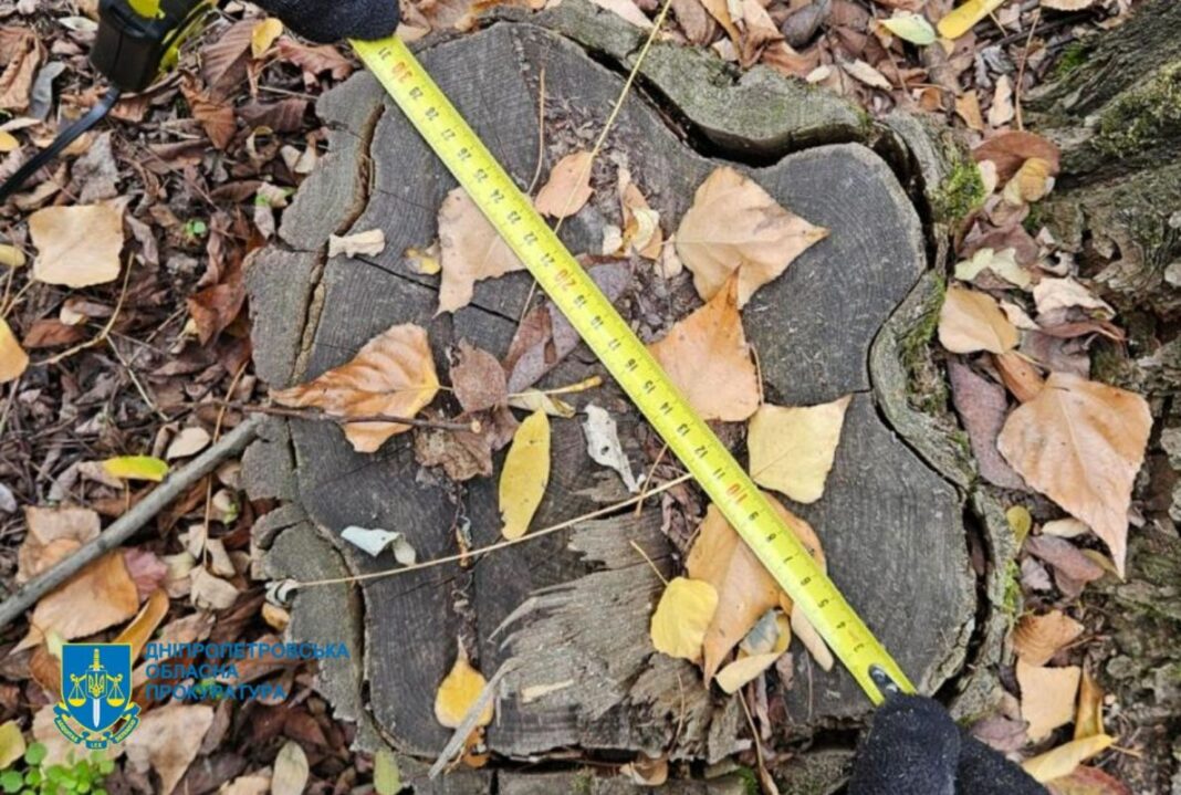 На Дніпропетровщині викрили схему незаконної вирубки лісів